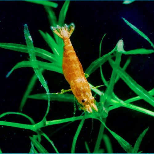 Caridina Orange Sunkist Garnaal