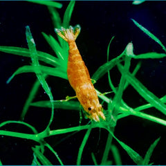 Caridina Orange Sunkist Garnaal