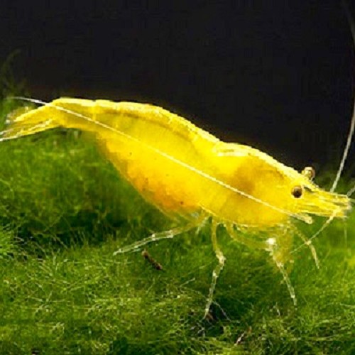 Neocaridina cherry yellow M gele kersen garnaal