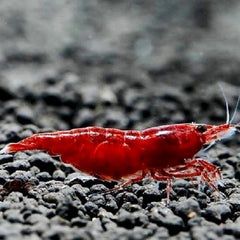 Neocaridina heteropoda Bloody Mary Garnaal
