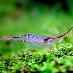 Caridina Longirostris - Pinokio Garnaal