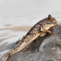 Periophthalmus Barbus Slijkspringer Nigeria