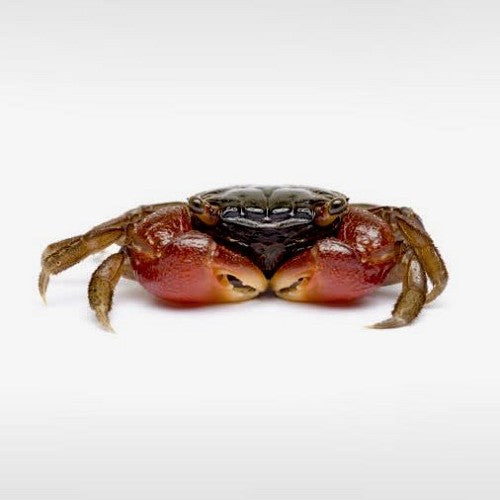 Serrasalmus Johorensis Red - Krab