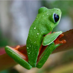 Agalychnis moreletii S Black eyed tree frog