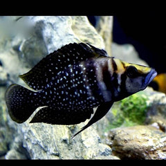 Altolamprologus Calvus Black Pearl