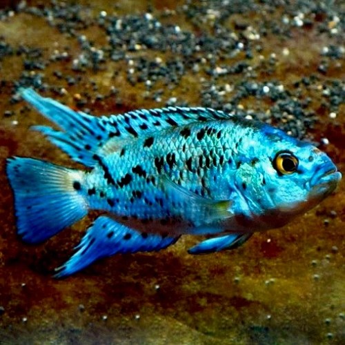 Cichlasoma octofasciatum - electric blue Jack Dempsey cichlide
