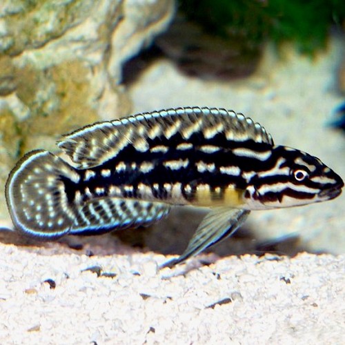 Julidochromis marlieri