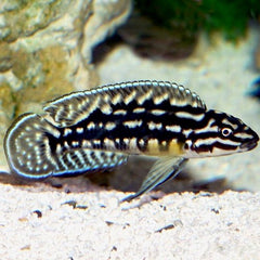 Julidochromis marlieri
