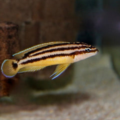 Julidochromis Ornatus
