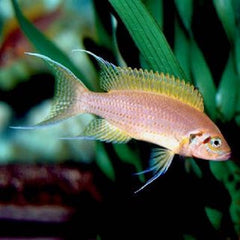 Neolamprologus brichardi M Prinses van burundi