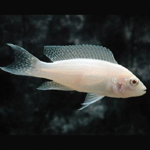 Neolamprologus brichardi M Prinses van burundi albino