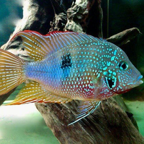 Thorichthys Ellioti