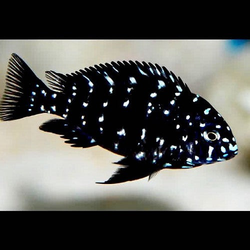 Tropheus duboisi