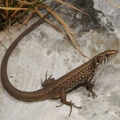 Algyroides moreoticus S Greek Algyroides