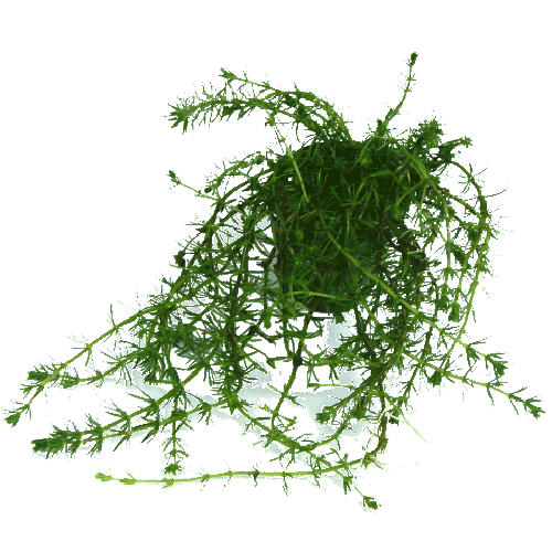 Bacopa myriophylloides