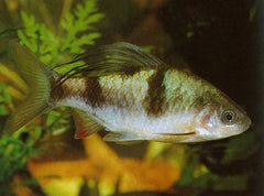Barbus arulius M Langvinbarbeel