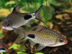 Barbus Filamentosus