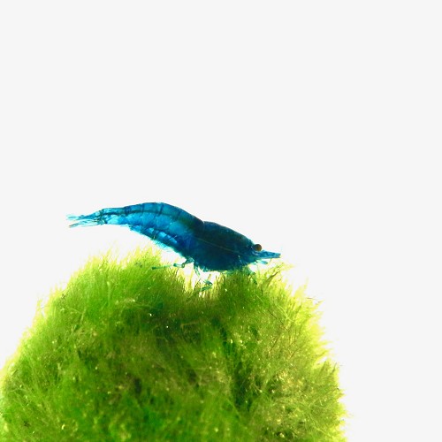 Blue diamond shrimp