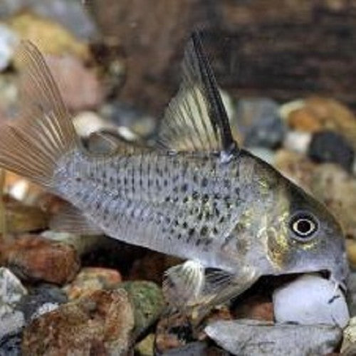 Corydoras Armatus