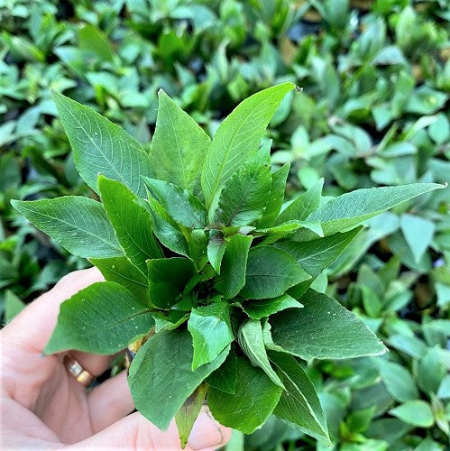 Hygrophila corymbosa mini