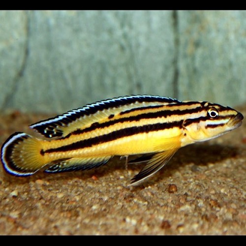 Julidochromis regani ( kipili )