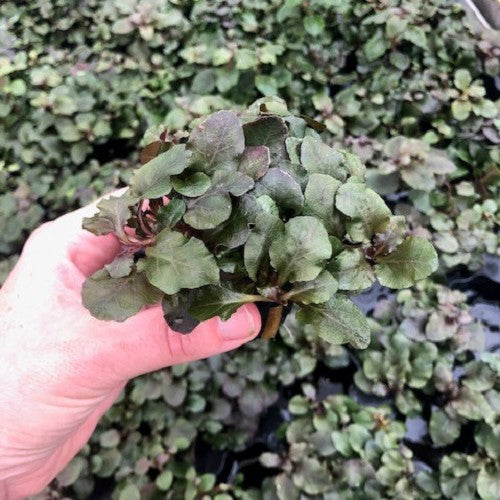 Lobelia cardinalis wrinkled leaf