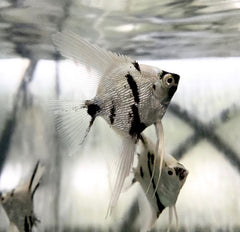 Pterophyllum Sc. Platinum High Fin