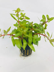 Nesaea pedicellata golden