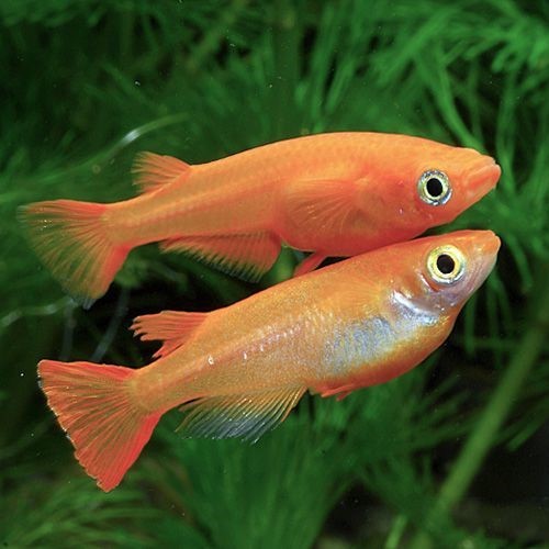 Oryzias latipes L gold Medaka Rijstvisje