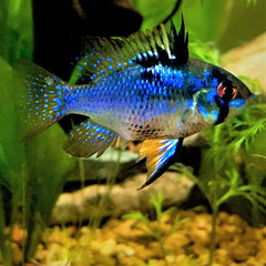 Microgeophagus ramirezi dark blue