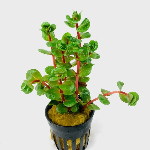 Rotala Orange Juice