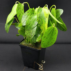 Echinodorus ozelot groen moederplant