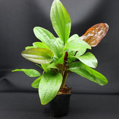 Echinodorus Impaii Moederplant
