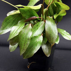 Echinodorus ozelot rood moederplant