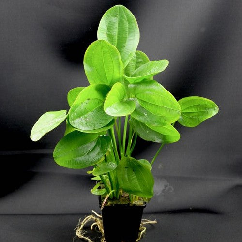 echinodorus harbich moederplant