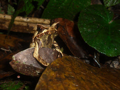 Megophrys Montana Asian Hoorn Kikker