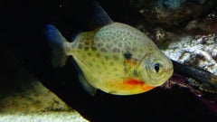 Metynnis Lippincottianus Gevlekte Schijfzalm Peru