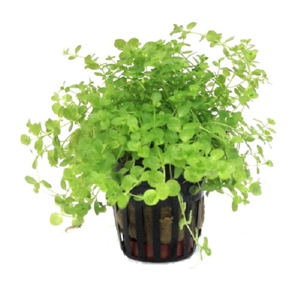 Micranthemum umbrosum