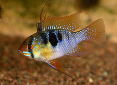 Microgeophagus Ramirezi
