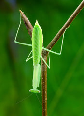 Miomantis paykuhlii