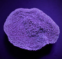 Montipora spp. (Laminar Purple-Blue)