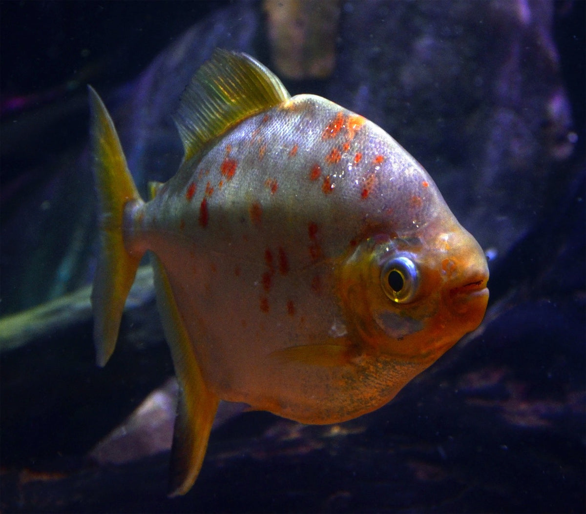 Myleus Rubripinnis Rubripinnis
