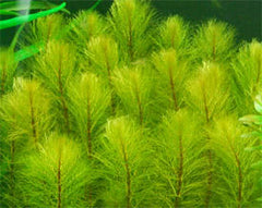 Myriophyllum Pinnatum scabratum