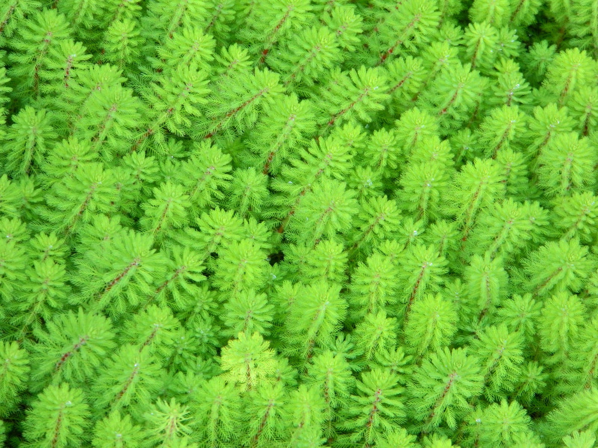 MYRIOPHYLLUM SPICATUM Aardvederkruid