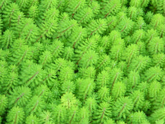 MYRIOPHYLLUM SPICATUM Aardvederkruid