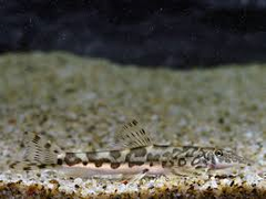 Vanmanenia Pingchowensis L Algeneter China