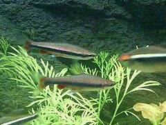 Nannostomus beckfordi Potloodvisje Beckfordi