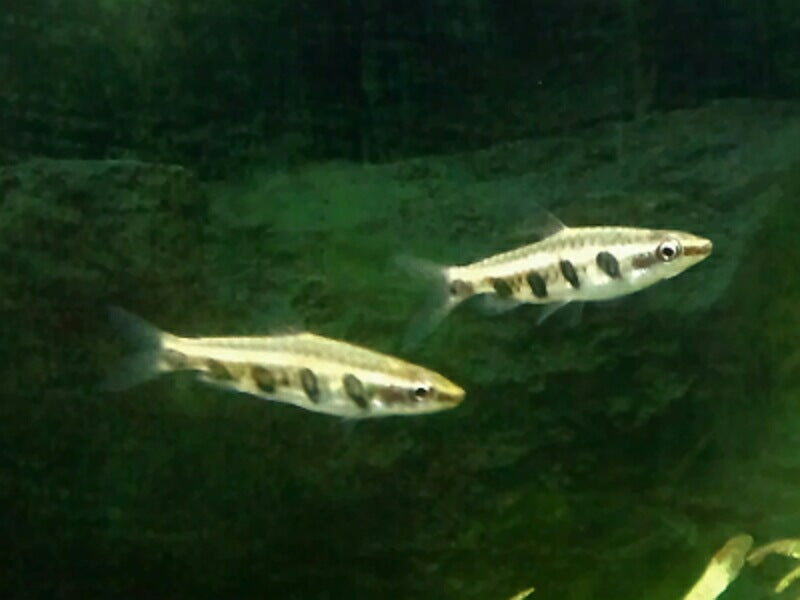 Nannostomus Espei Vijfband Potloodvisje Guyana