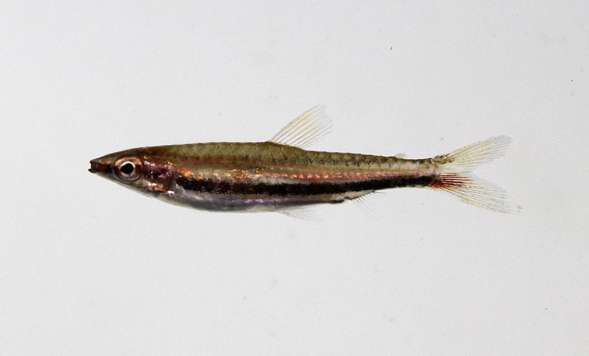 Nannostomus Marylinae
