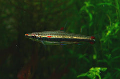 Nannostomus Trifasciatus Drieband Potloodvisje Brazilie